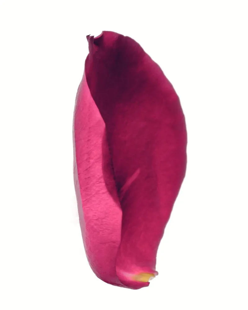 Rose Bourbon Coffee - Image 3