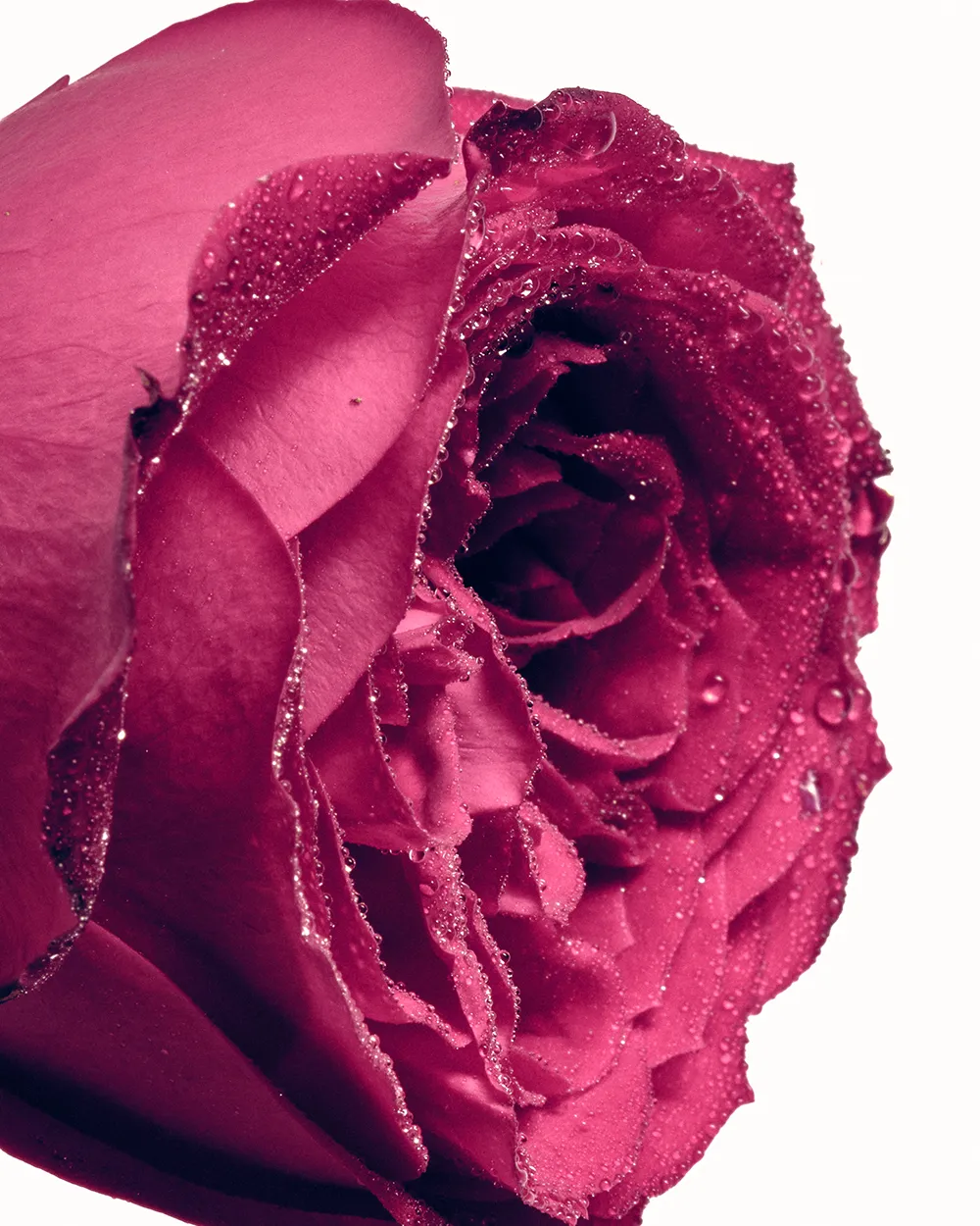 Rose Ingredient - SES