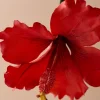 nuoc-hoa-sensxsent-hibiscus-sapa-edp-hibiscus-flowers-notes