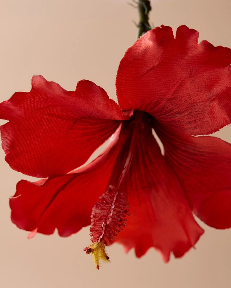 nuoc-hoa-sensxsent-hibiscus-sapa-edp-hibiscus-flowers-notes